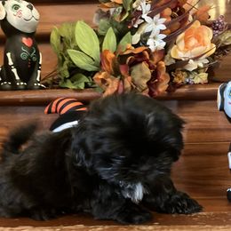 Shih Tzu Puppies from Little Lions West