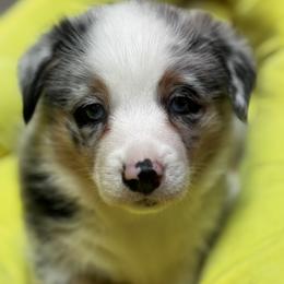 American Corgi and Pembroke Welsh Corgi Puppies from Low Riders Corgis & Mini Aussies