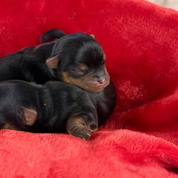 Yorkshire Terriers from Blueberry Brook