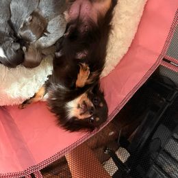 Chihuahua puppies from BabydollYorkiesofTexas