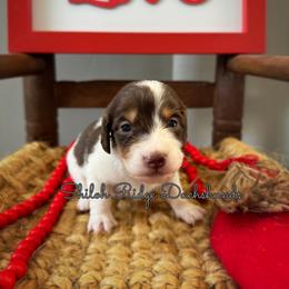 Dachshund Puppies from Shiloh Ridge Dachshunds