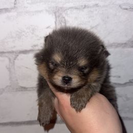 Bluey - Blue and tan female Pomeranian puppy in Perry County, Ohio from Speechless Pom’s