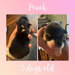 Peach - Black and tan female Pembroke Welsh Corgi puppy in Dickinson, Texas from Careaga Farms