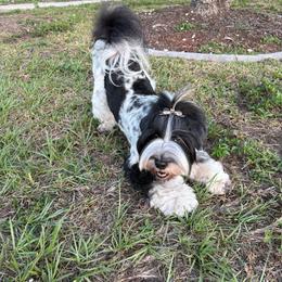 Tibetan Terrier puppies from Treble Tibetan Terriers