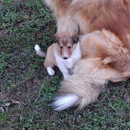 Penny - Sable and white female Collie puppy in Montpelier, Virginia from Gun Barrel Collies