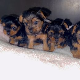 Miniature Schnauzer, Rottweiler, Shih Tzu, and Yorkshire Terrier Puppies from Royal yorkies & pampered pups LLC