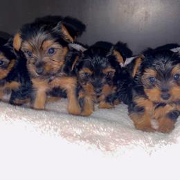 Miniature Schnauzer, Rottweiler, Shih Tzu, and Yorkshire Terrier Puppies from Royal yorkies & pampered pups LLC