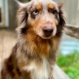 Scarlett - Australian Shepherd