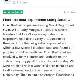 Dachshund Puppies from Army of Dachshunds