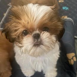 Sweetheart Dex - Red and white male Shih Tzu puppy in Galveston, Texas from 🌗 New Moon Shih Tzu 🌗