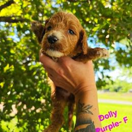 Cockapoo Puppies from Ashley Dedmon