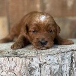 Buzz - Red  male Goldendoodle puppy in Twin Falls, Idaho from Magic Valley Family Doodles