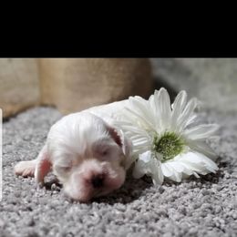 Finley - Silver male Cocker Spaniel puppy in Byram, Mississippi from Chloe's Cocker Spaniels