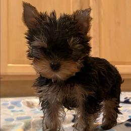 Stella - Black and gold female Yorkshire Terrier puppy in Forest Hill, Maryland from Chikito's Yorkies