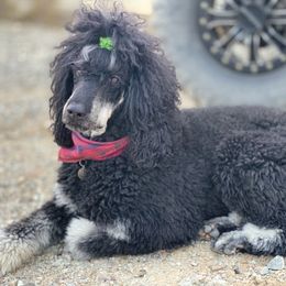 Poodle All Grown Up from Precisely Poodles