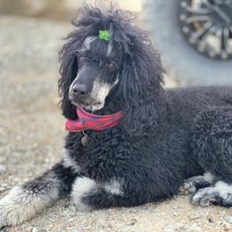 Poodle All Grown Up from Precisely Poodles