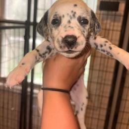 Light purple collar girl - White and black female Dalmatian puppy in Toledo, Ohio from Exquisite Dalmatians & Standard Poodles