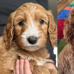 Goldendoodles, Old English Sheepdogs, Poodles, and Sheepadoodles from Finger Lakes Doodles