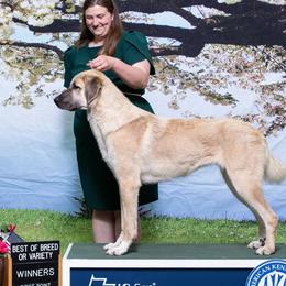 Anatolian Shepherd Dogs and Australian Shepherds from Echolight Australian Shepherds