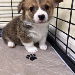 Pembroke Welsh Corgi Puppies from Chases Dream Kennel