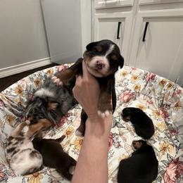 Teeter - Black tri female Miniature Australian Shepherd puppy in Sweeny, Texas from Peach Creek Minis