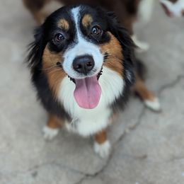 Parker - Miniature Australian Shepherd