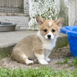 Oliver - Red male Pembroke Welsh Corgi puppy in Yulee, Florida from Pembroke Welsh Corgis at Belle Haven