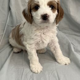 Cavapoo Puppies from Pensacola Blue Cavapoos