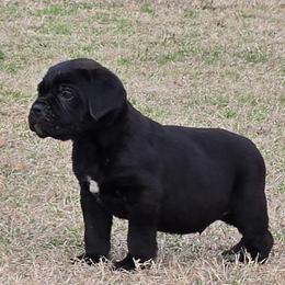 Lil Panda - Black male Cane Corso puppy in Tabor City, North Carolina from Dream Team Kennels