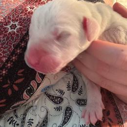 Empoli - White male Dogo Argentino puppy in Winter Haven, Florida from El Riachuelo Dogo Argentino