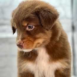 Australian Shepherd Puppies from Royal Aussie’s
