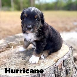 Hurricane - Black tri-color male Australian Shepherd puppy in Jena, Louisiana from Diamond 5 Aussies