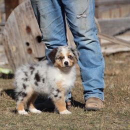 Uncle Fester - Blue merle male Australian Shepherd puppy in Wheatland, Wyoming from Jorvik Australian Shepherds