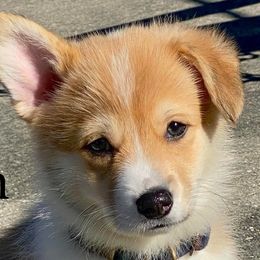 American Corgis from Fleur d'Elite Kennels