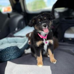 Lucchese - Black tri female Toy Australian Shepherd puppy in Huffman, Texas from Harper Cowboy VonBrunow