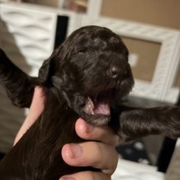 Royal Blue Boy - Blue male Poodle puppy in Vancleave, Mississippi from Royal Dixie Standard Poodles