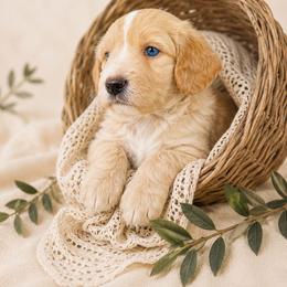 Mason - Apricot male Aussiedoodle puppy in Byron, Georgia from Southern Olive Doodles 🫒