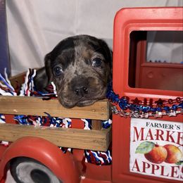 Boy 2 - Dapple male Dachshund puppy in Roanoke, Alabama from Windsor Frenchie & Dachshunds