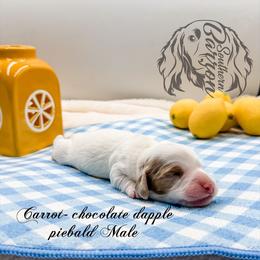Carrot - Dapple male Dachshund puppy in Prairieville, Louisiana from Southern Barron Danes & Dachshunds