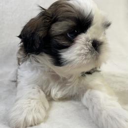 Shih Tzu Puppies from Little Miracles Shih Tzu