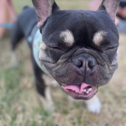 French Bulldog All Grown Up from The NorCal Queens Kennel