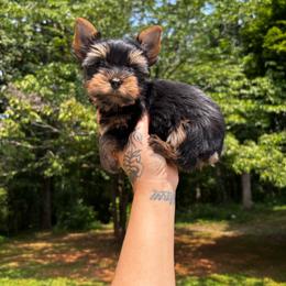 Orange boy READY NOW - Black and tan male Yorkshire Terrier puppy in Cornelia, Georgia from Kruz Kennels