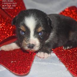 Mr Crabs - Black tri male Miniature Australian Shepherd puppy in Patterson, North Carolina from DreamLine Aussies