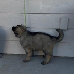 Bashful - Light Green - Fawn sable male Shiloh Shepherd puppy in Tenafly, New Jersey from Island Shilohs