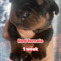 Red - Black and mahogany female Rottweiler puppy in Mancelona, Michigan from Nicolle Stone