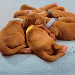 Cavalier King Charles Spaniel Puppies from Royalton Cavaliers