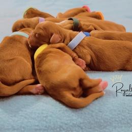 Cavalier King Charles Spaniel Puppies from Royalton Cavaliers