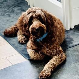 Duke - Goldendoodle