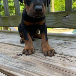 Doberman Pinscher puppies from Eminent Dobermans