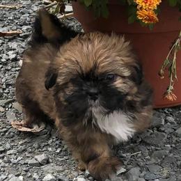 Boxers and Shih Tzus from Amy Vandernick's Boxers & Shih Tzus